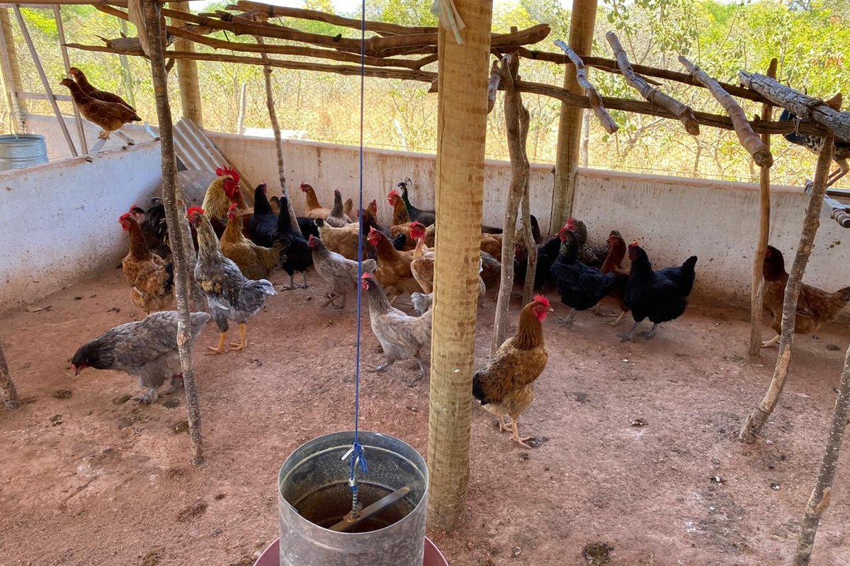 Galpão de criação de aves com manejo e instalações